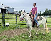 crossbred-pony-for-sale