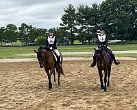oldenburg-horse-for-sale