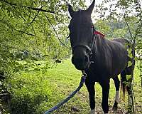 oldenburg-horse