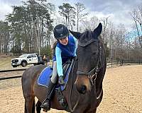 beginner-oldenburg-horse