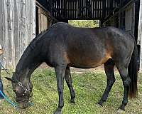 endurance-oldenburg-horse