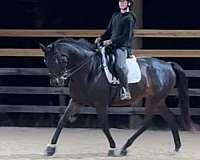 schoolmaster-oldenburg-horse