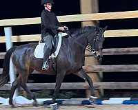 show-oldenburg-horse