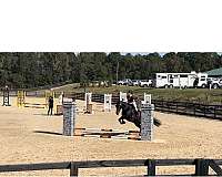 trail-oldenburg-horse