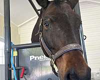beginner-mare