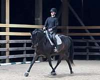 dressage-mare