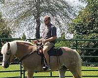 haflinger-mare