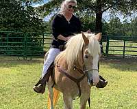 haflinger-horse-for-sale