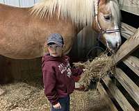 haflinger-horse