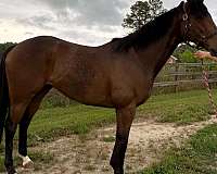 bay-thoroughbred-horse