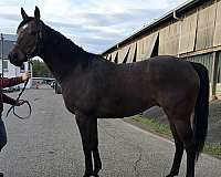 tb-thoroughbred-horse