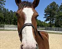 15-hand-draft-mare