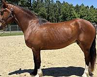 bay-mare-for-sale
