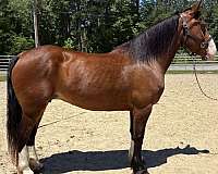 bay-draft-mare