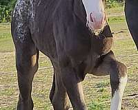 black-with-blanket-2-blue-eyes-4-white-high-socks-horse