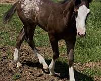 black-draft-stallion