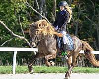smokey-black-silver-horse