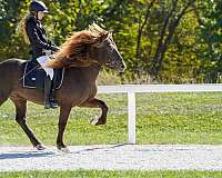 smokey-black-icelandic-stallion