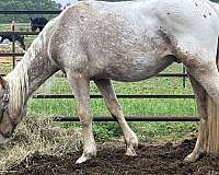appaloosa-red-roan-with-spots-horse