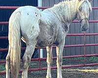 red-roan-appaloosa-with-spots-horse