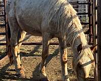appaloosa-red-roan-with-spots