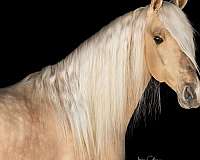 dunalino-field-hunter-horse