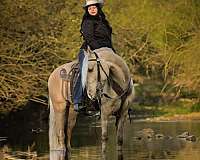 dunalino-pony-club-horse