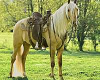 dunalino-ridden-weste-horse