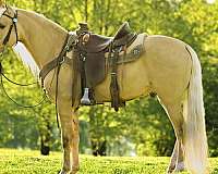dunalino-twhbea-gelding