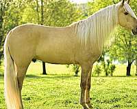 dunalino-twhbea-horse