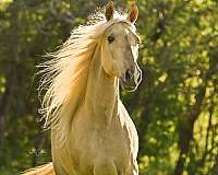dunalino-tennessee-walking-horse-for-sale