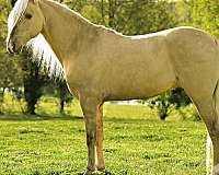 dunalino-tennessee-walking-horse