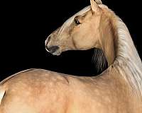 trail-horse-tennessee-walking