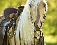 family-horse-tennessee-walking