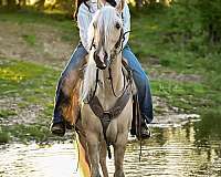 twhbea-tennessee-walking-horse