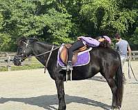 all-around-mare