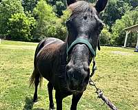 beginner-mare