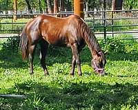 blaze-horse