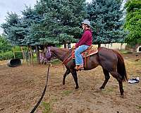 oset-appaloosa-horse