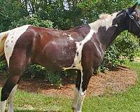 black-tobiano-twhbea-horse