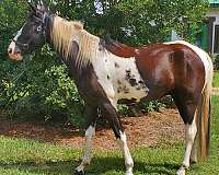tobiano-tennessee-walking-gelding