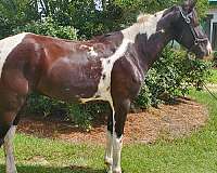 tobiano-twhbea-gelding