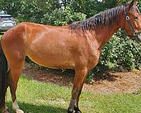 bay-points-horse