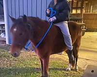hind-socks-horse