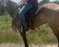 all-around-trail-palomino-rocky-mountain-horse