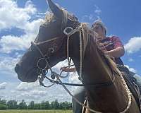 chocolate-palomino-palomino-rocky-mountain-mare