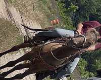 chocolate-palomino-all-around-trail-horse