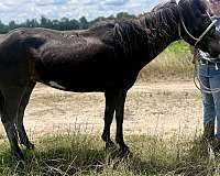 pony-mare