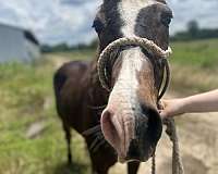 pony-for-sale