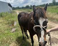 pony